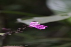 Diotacanthus grandis